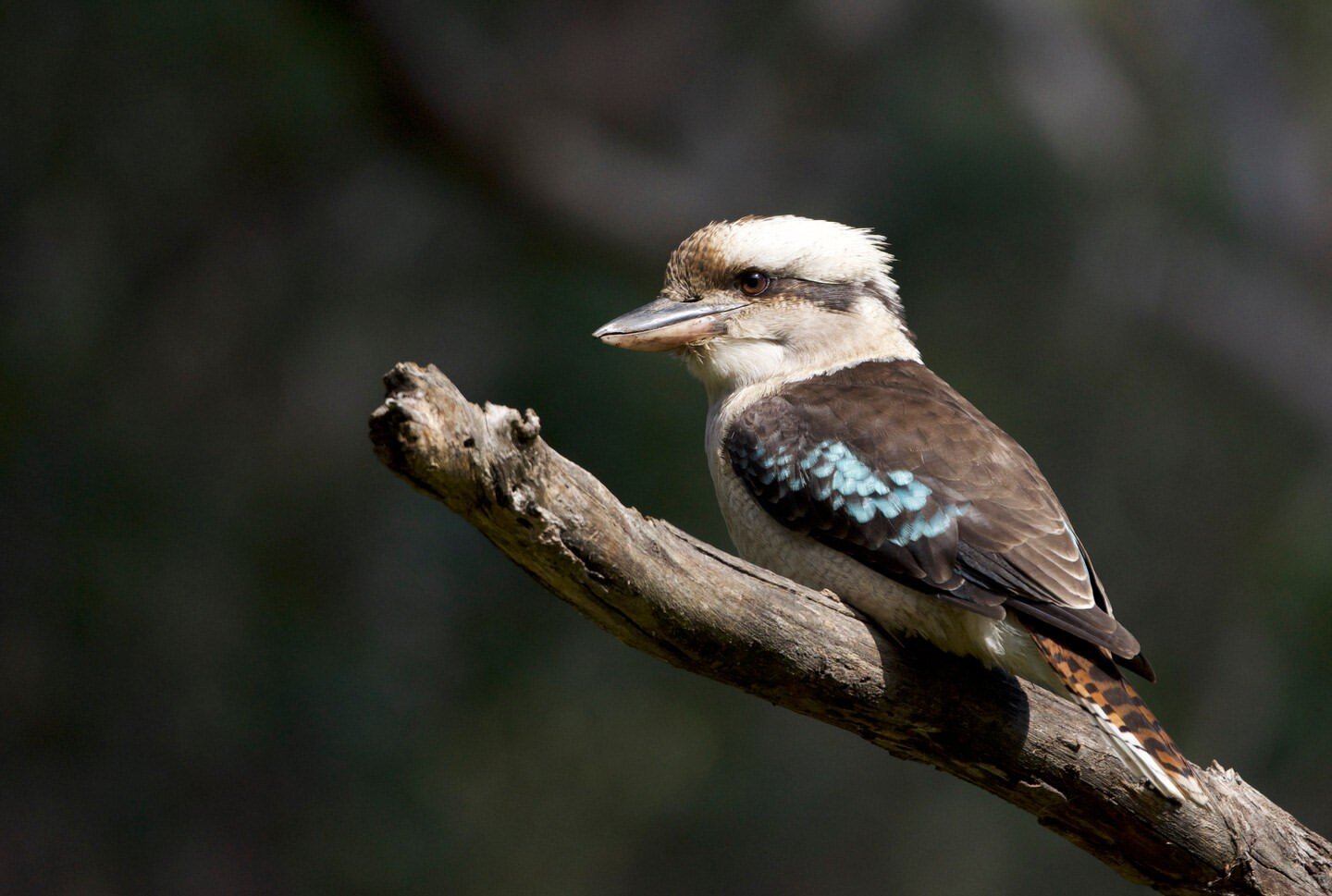 kookaburra