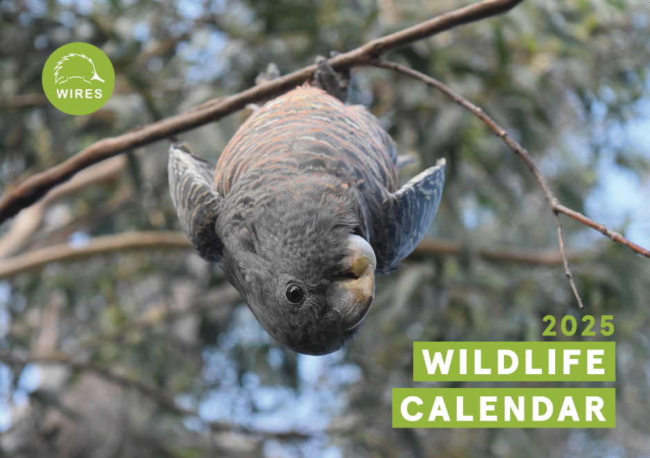 2025 Calendar front cover small size