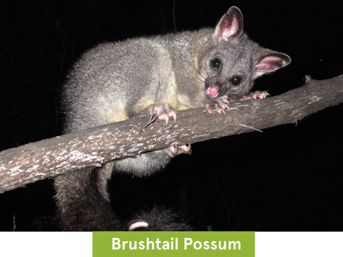 brushtail possum