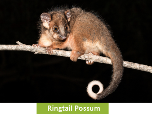 ringtail possum