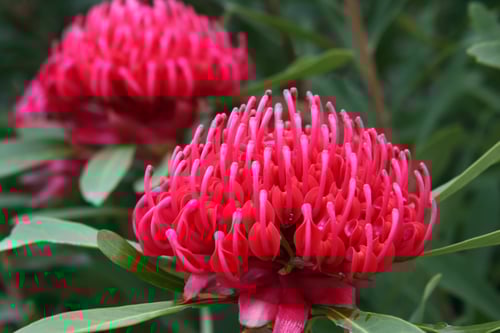 waratahs