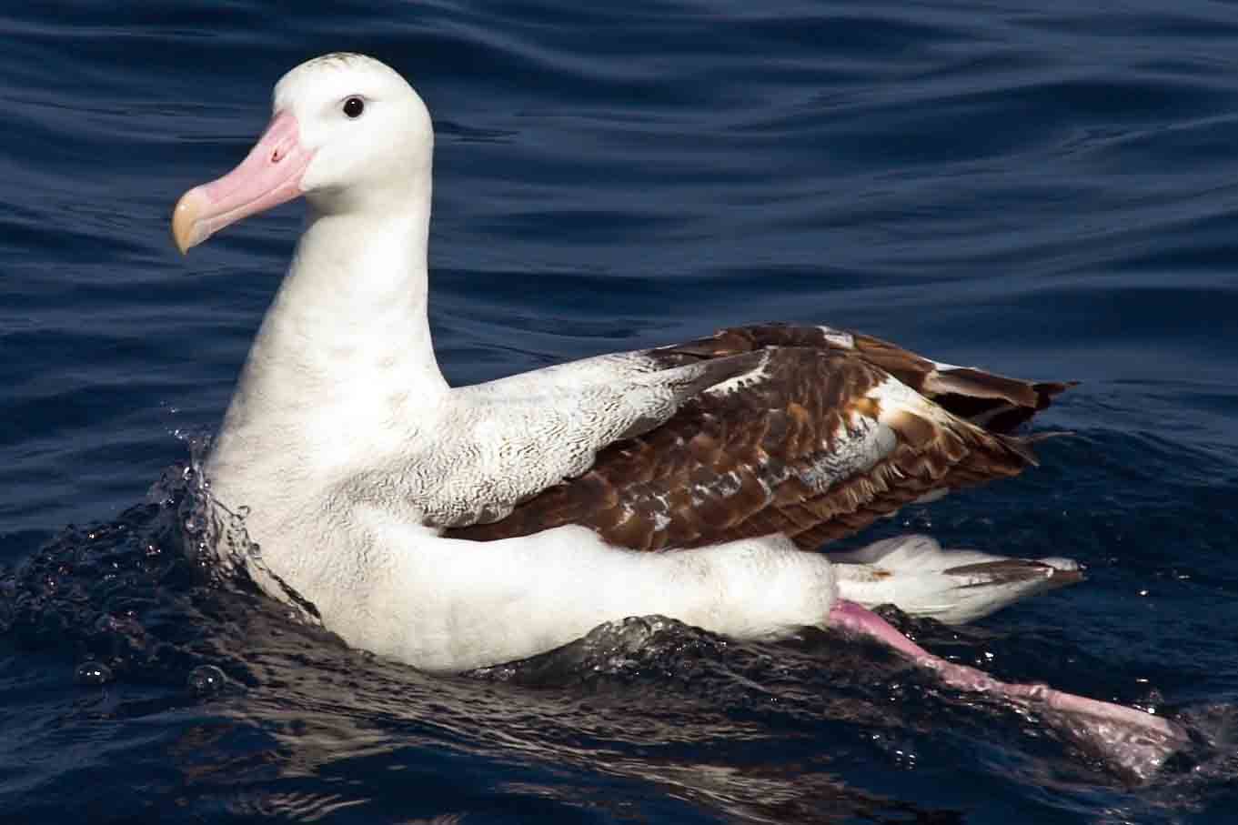 Albatross in water 2