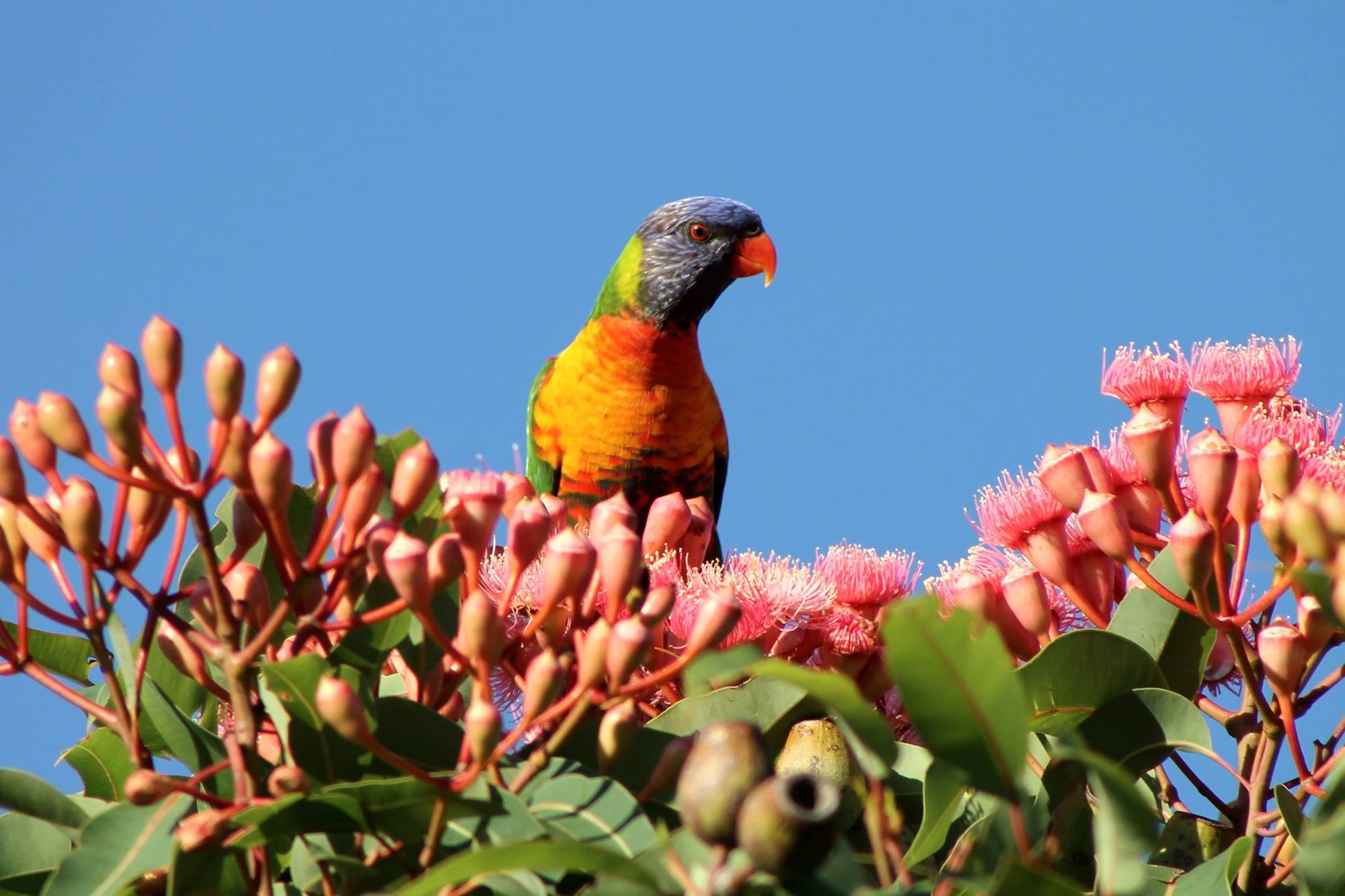 Angela Cranson- rainbowlorikeet Angela Cranson- rainbowlorikeet