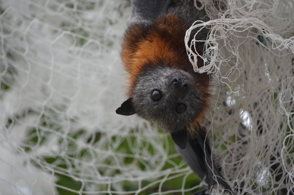 Bat entangled©Adrian Caruana