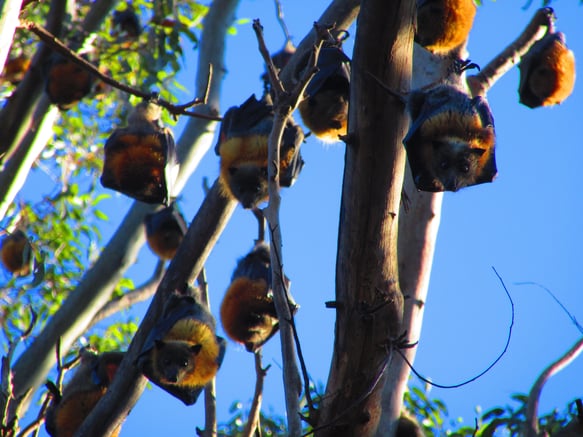 Bats in tree