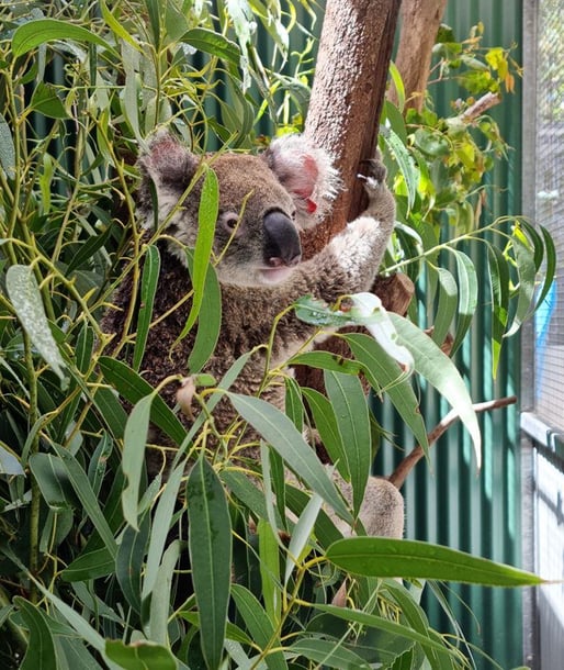 20210226-koala-16268708943081683448958359-1683448959482