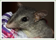 brush-tailed-phascogale-lr-16275379899141684903620336-1684903621126