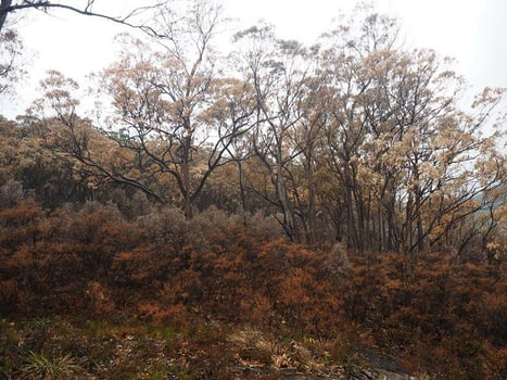 drought-megalong-blue-mountains-jan-2020b-16270496176861684376906209-1684376907197
