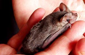 eastern-freetail-bat-website-16274411506611684082073881-1684082075360