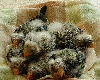 eastern-rosella-chicks-16274785691841684734227654-1684734228509