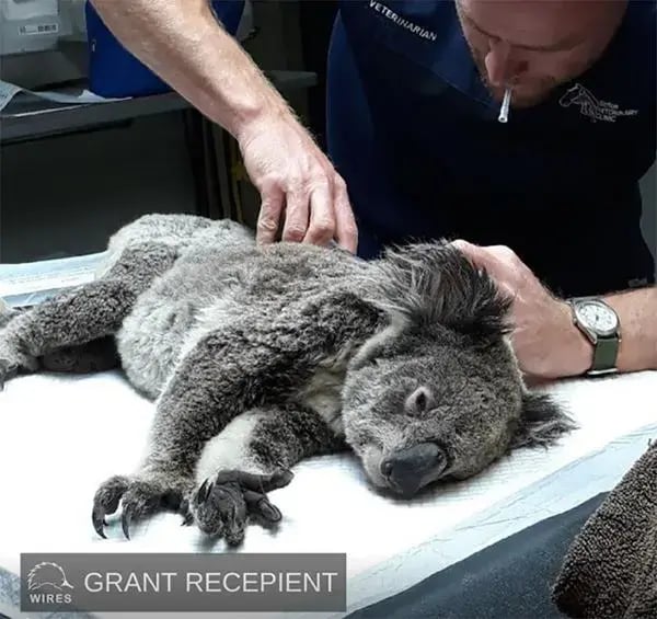 graftonvet-grant-name-removed1684141422503-1684141435607