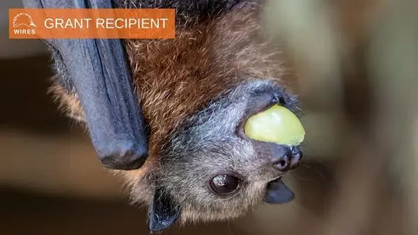 grant-recipient-ghff1684141434755-1684141435607