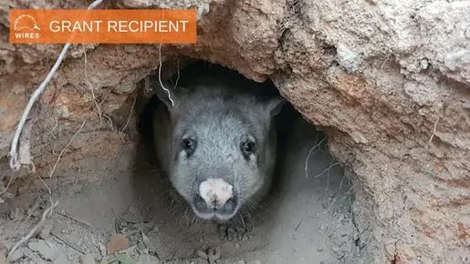grant-recipient-wombat-21684141454899-1684141455676