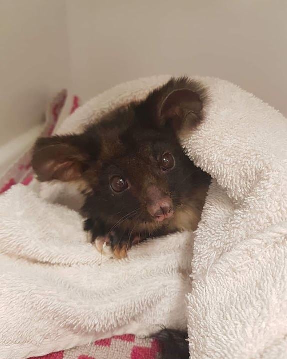 greater-glider-university-of-sydney-camden16270453594391684376332591-1684376333594