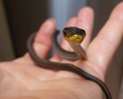 green-tree-snake-3-16274578212691684388956372-1684388957428