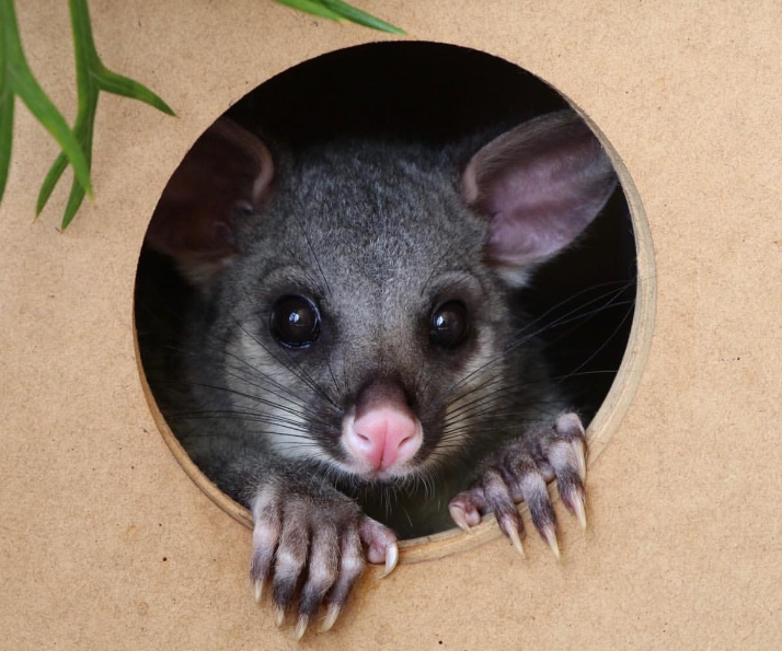 image-credit-helen-perich-brushtail-possum1736912737588-1736912738842