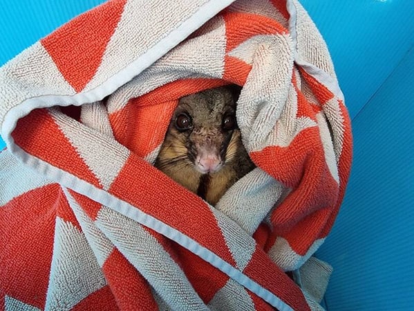 img-bride-possum1683441948822-1683441966604