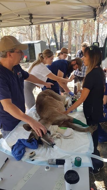 kangaroo-university-of-sydney-camden-16270456367211684376395757-1684376396579