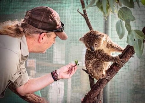 koala-feeding-low-res1717476055620-1717476057091