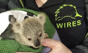 koala-joey-koa-rescued-20-oct-20221700191244034-1700191245780