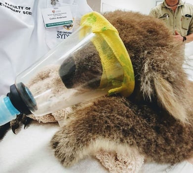 koala-university-of-sydney-camden-16270455636431684376367291-1684376368363
