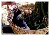 magpie-juvenile-pretend-nes-16275370540881684846296628-1684846297433