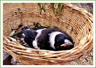 magpie-pretend-nest-16275370678551684846309687-1684846310552