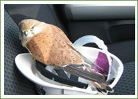 nankeen-kestrel-16275711496311685335246324-1685335247014