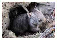 pixie-burrow-16275354221691684842391888-1684842392728