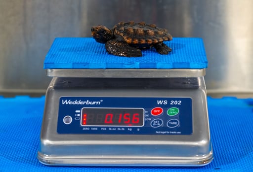 resized-baby-turtle1717545786890-1717545788225