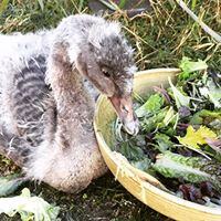swan-cygnets-7-weeks-old-16274002567731684043789172-1684043790328
