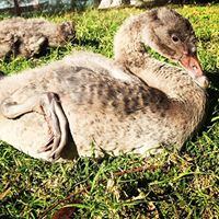 swan-cygnets-8-weeks-old-16274002658951684043789173-1684043790328