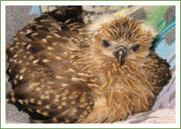 whistling-kite-16275715150901685372224803-1685372225593