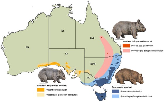wombat-distribution-map1683353223769-1683353225268