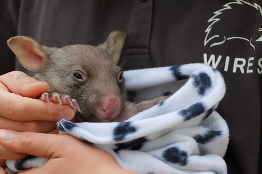 wombat-in-care-with-wires1695782014823-1695782017916