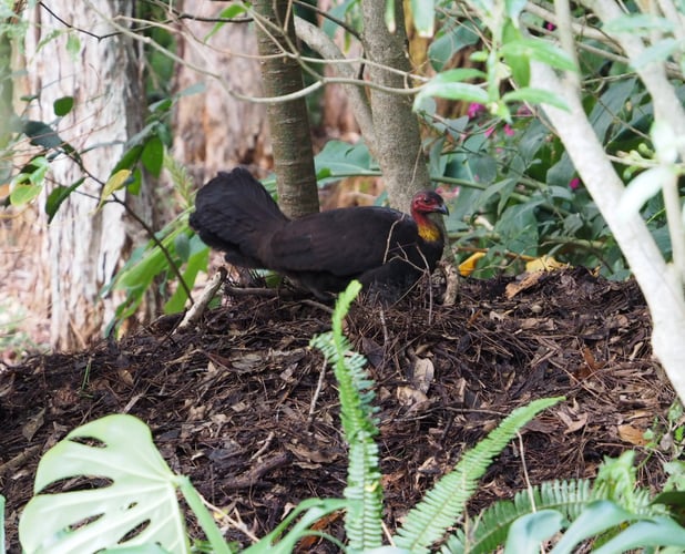 Brush Turkey on nest photo John Grant Brush Turkey on nest photo John Grant