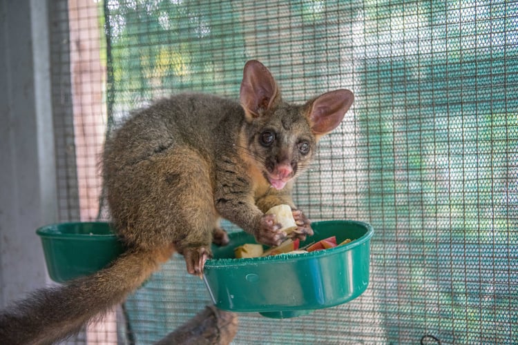 Brushtail Possum Fire Brigade Clip-1 Brushtail Possum Fire Brigade Clip-1