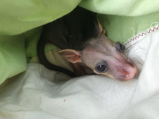 Brushtail possum Joey1