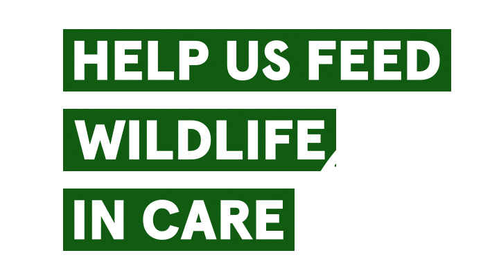 Festive Food Appeal Hero Logo V2