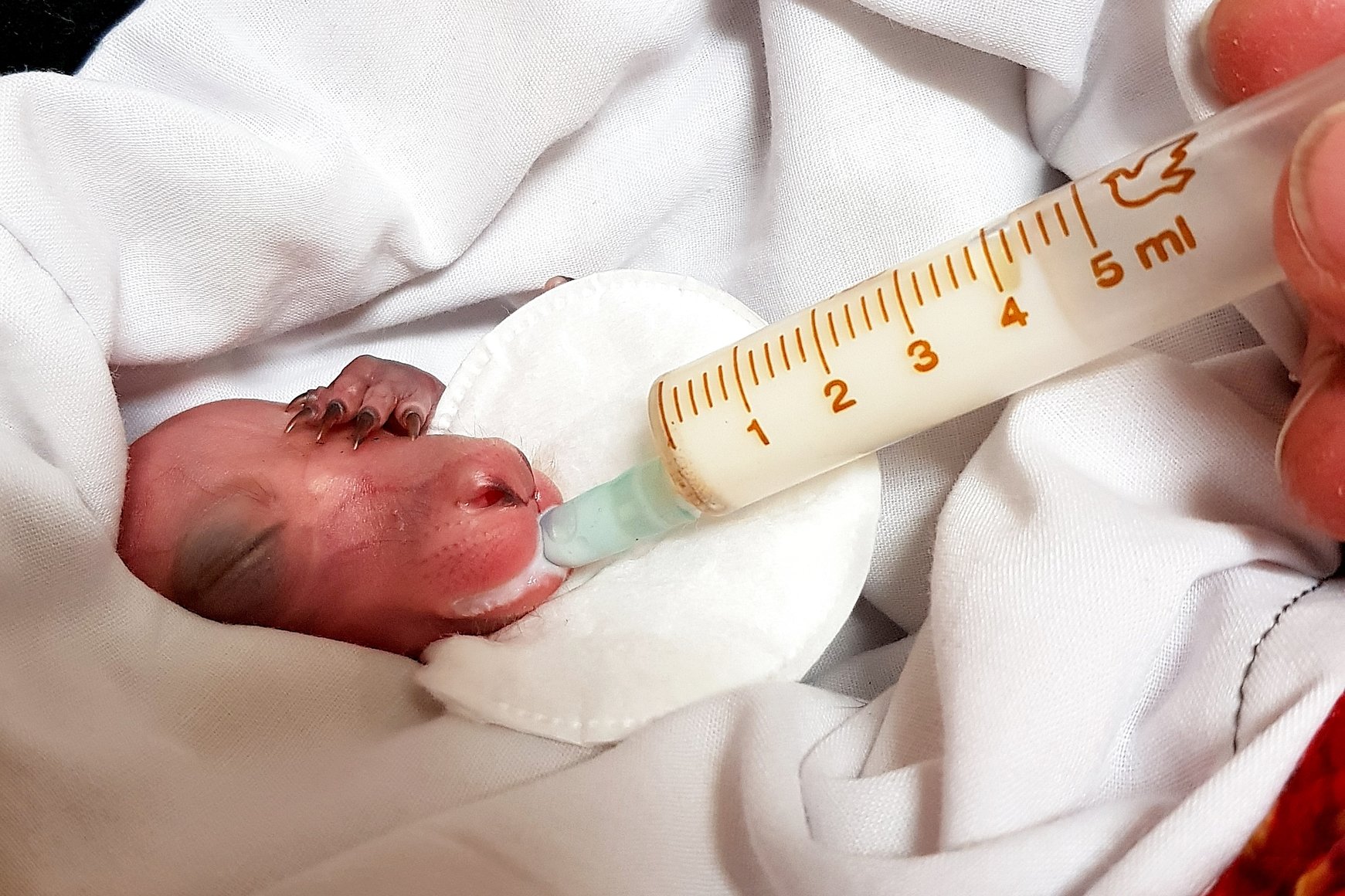 pinky roo syringe feed