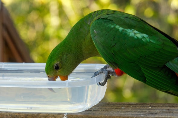 Adult female King Parrot drinking