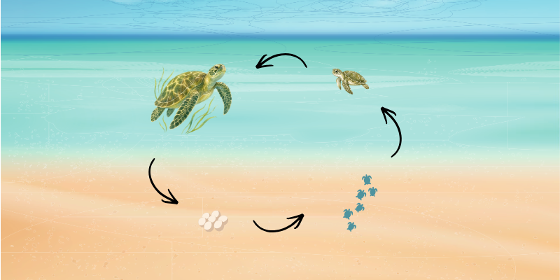 Marine turtle life cycle