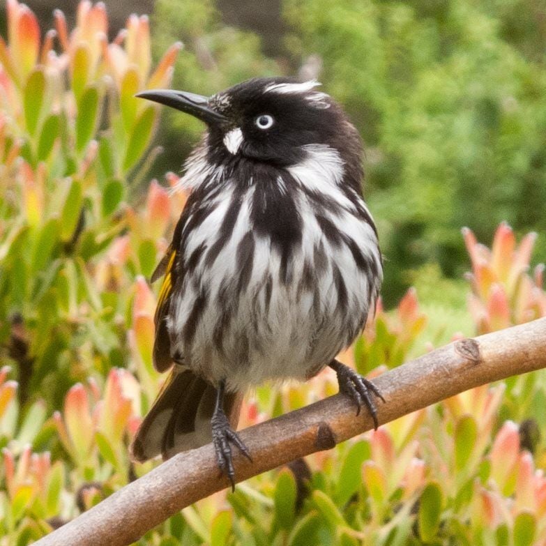 David C. Simon - New Holland Honeyeater David C. Simon - New Holland Honeyeater