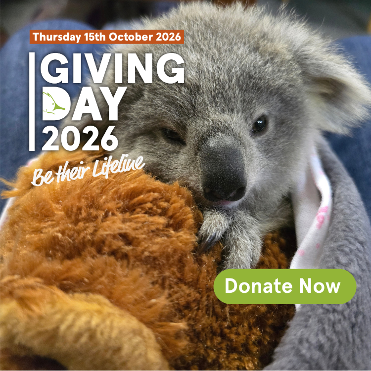 Donate Now