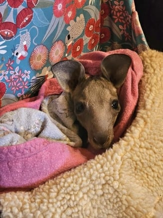 Eastern Grey Joey