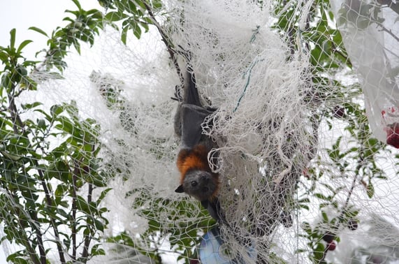 FF caught in fruit tree netting