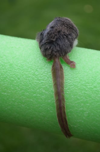 Feathertail tail Feathertail tail