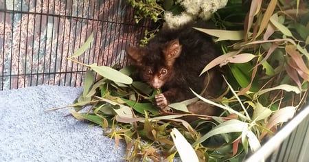 Greater glider