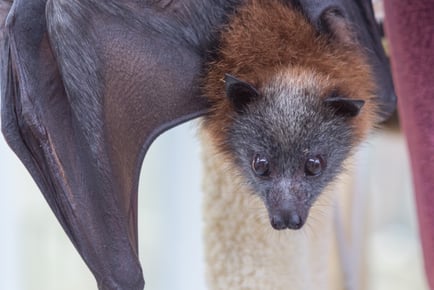 Grey-headed Flying-fox _ untitled-7098