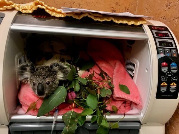 koala joey in humidicrib koala joey in humidicrib